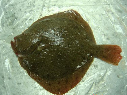 多寶魚
